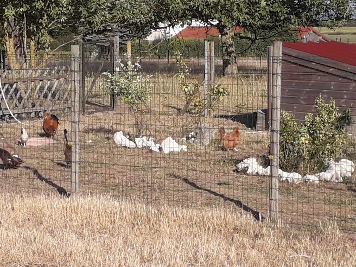 Bed & Breakfast Les Tilleuls Bed and Breakfast Charroux-dʼAllier